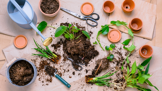 set up for repotting houseplants and propagating