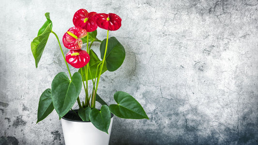 5 Valentine's Gift Ideas that Blossom Beyond the Ordinary!