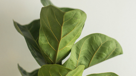 Fiddle Leaf Fig