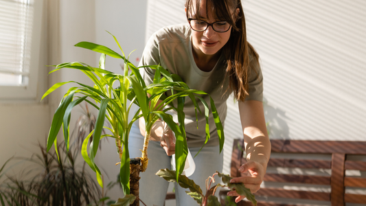 Women tending to houseplants next to sunny window