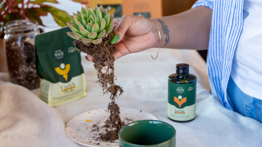 Repotting with We The Wild