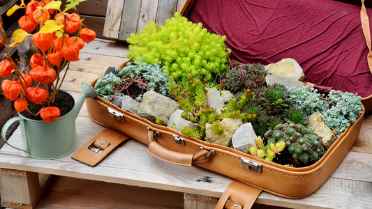 Preparing houseplants for vacation