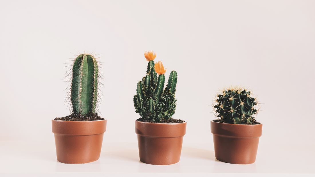 Cacti Plant Care and Lighting Needs, direct light