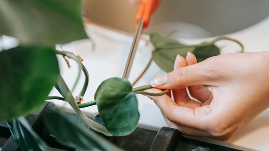 Houseplant propagation