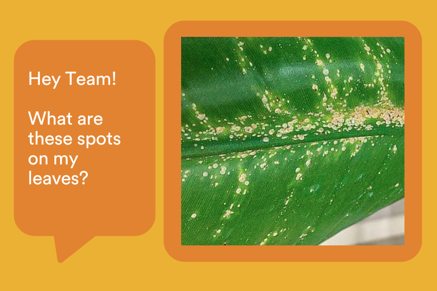 Do Your Houseplants Have Scale? Here's How To Know, And What To Do!