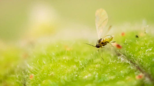 Fungus Gnat on houseplant