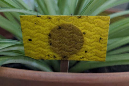 How To Identify And Get Rid Of Fungus Gnats From Houseplants (Easy Essential Guide)