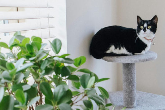 How Do I Know If Houseplants Are Safe For My Pets? An Essential Guide To Pet Friendly Houseplants