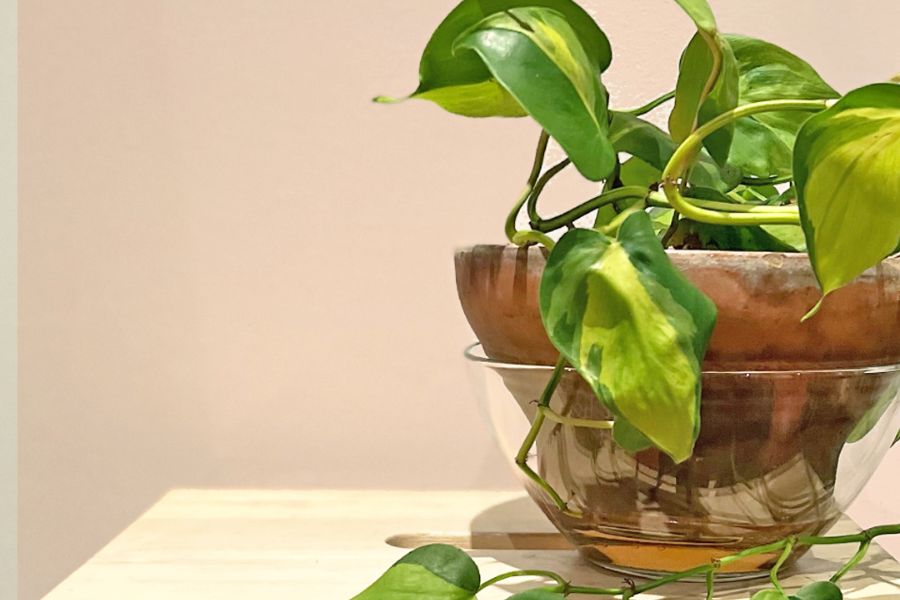 What Is Bottom Watering And Why Is It Better For My Houseplants? An Essential Guide For Beginner Houseplant Owners