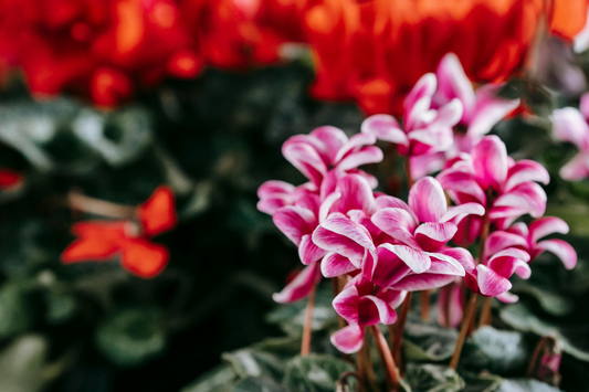 5 Tips to Get More Houseplant Flowers in Spring (Even If You're a Total Beginner)