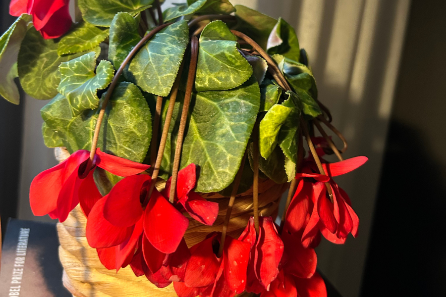 Why Do Flowering Plants Droop? Here's Our Guide To Diagnose!