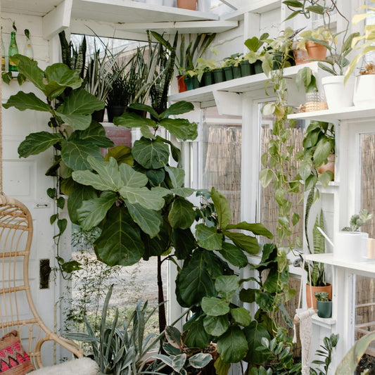 These Statement Trees Can Grow Inside. Here's How To Grow Them!