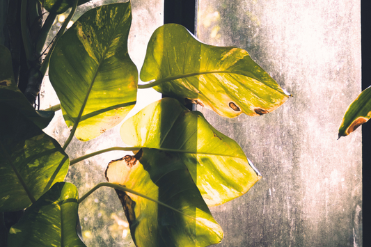 How Do I Stop Houseplants Dying In Summer?