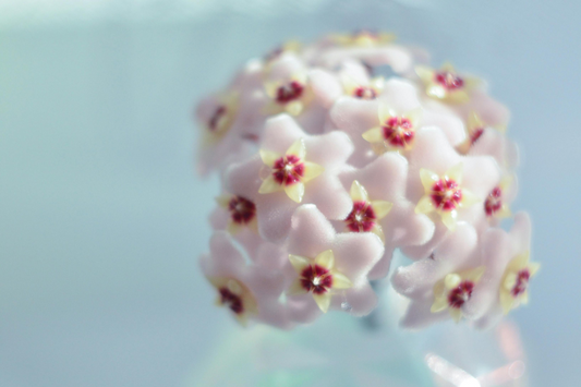 5 Houseplants That Flower Indoors in Spring