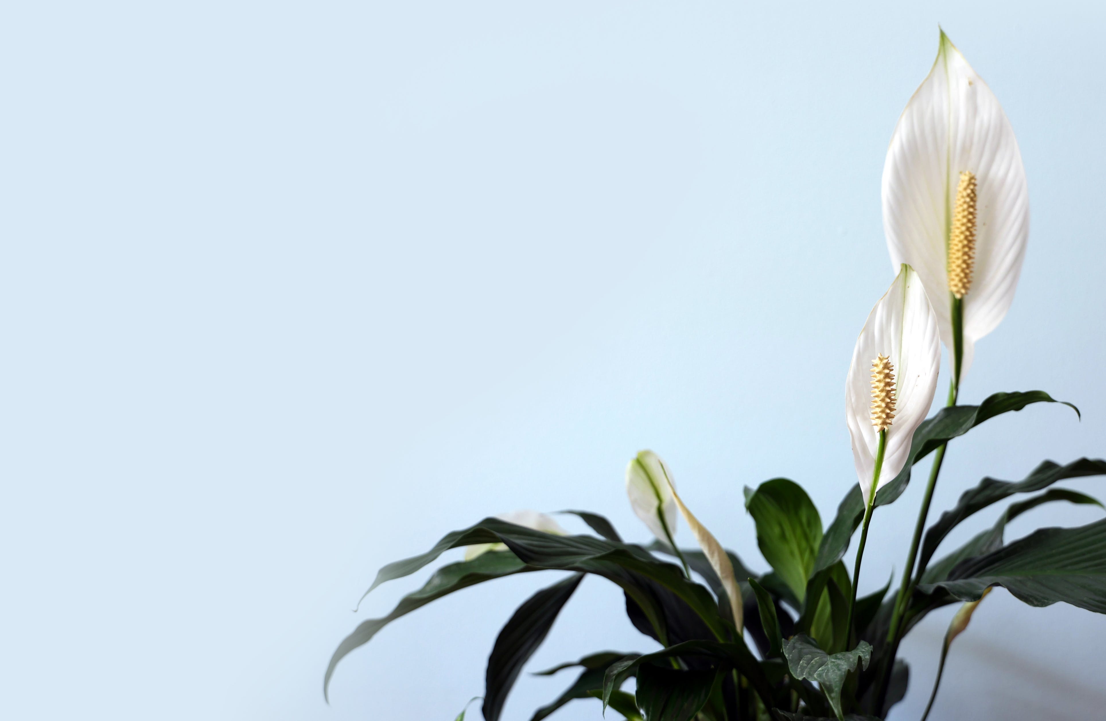 lucky bamboo big Brazilian Lucky Wood Big Size (Dracaena Massangeana) Corn – Plant – Lalit  Enterprise main image 1