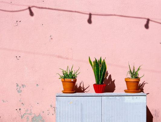 houseplants