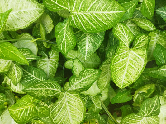 Syngonium plant