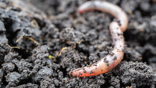 earthworm castings