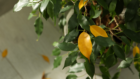 Yellowing Houseplant Leaves