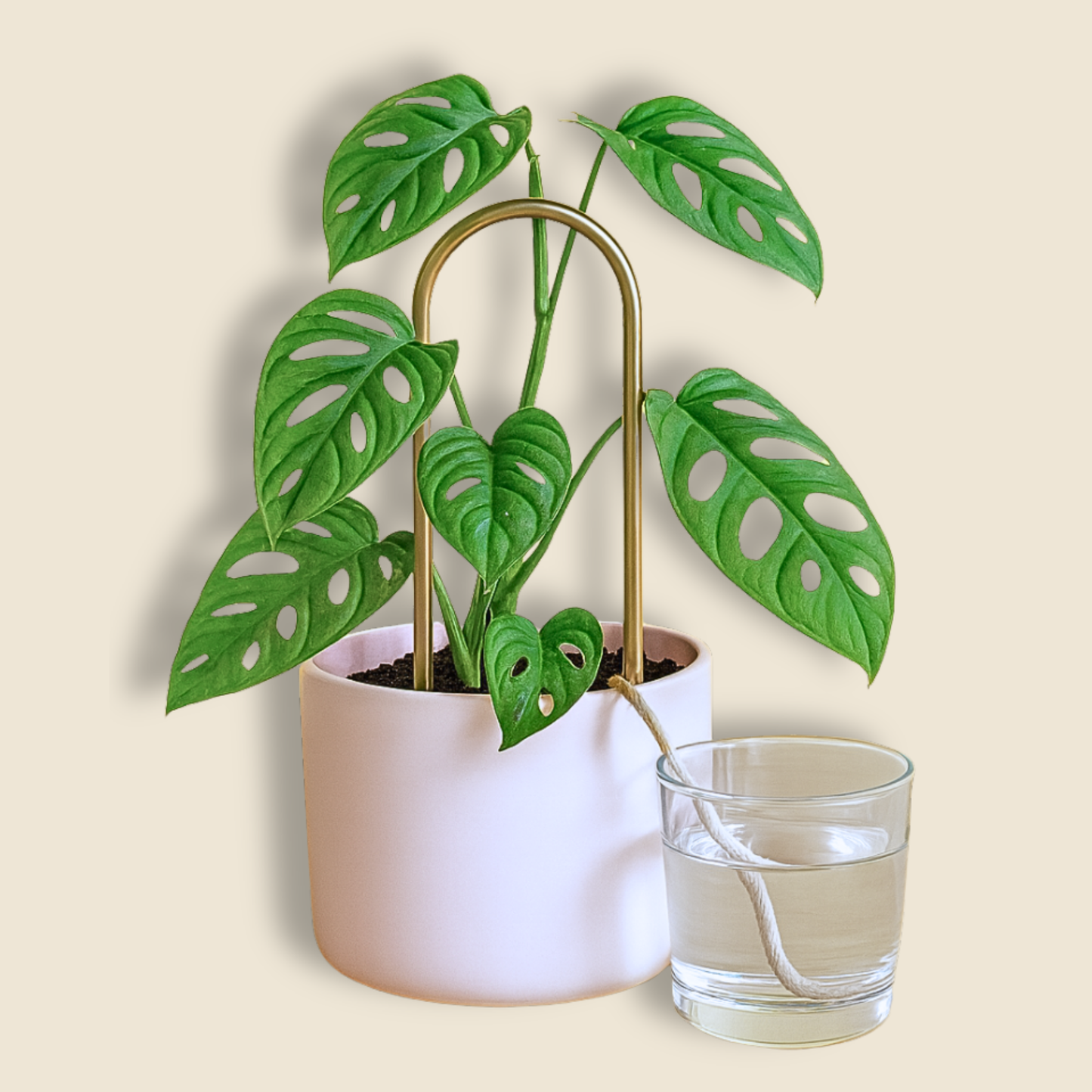Self-Watering Plant Climber