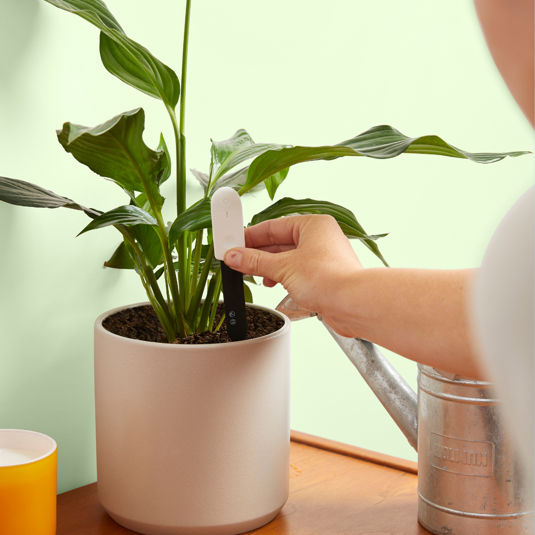 Moisture Meter for Houseplants