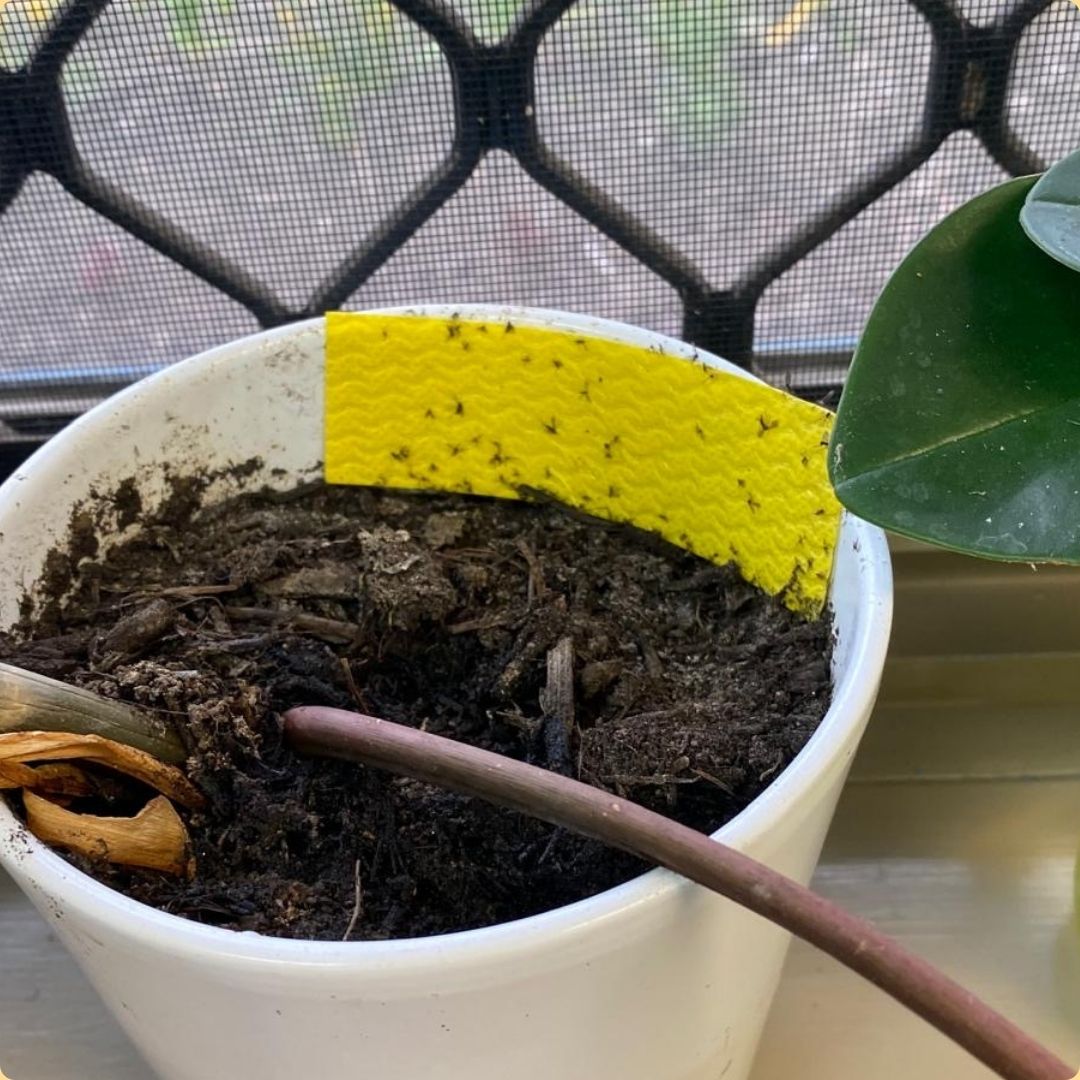 Fungus Gnat Compostable Traps