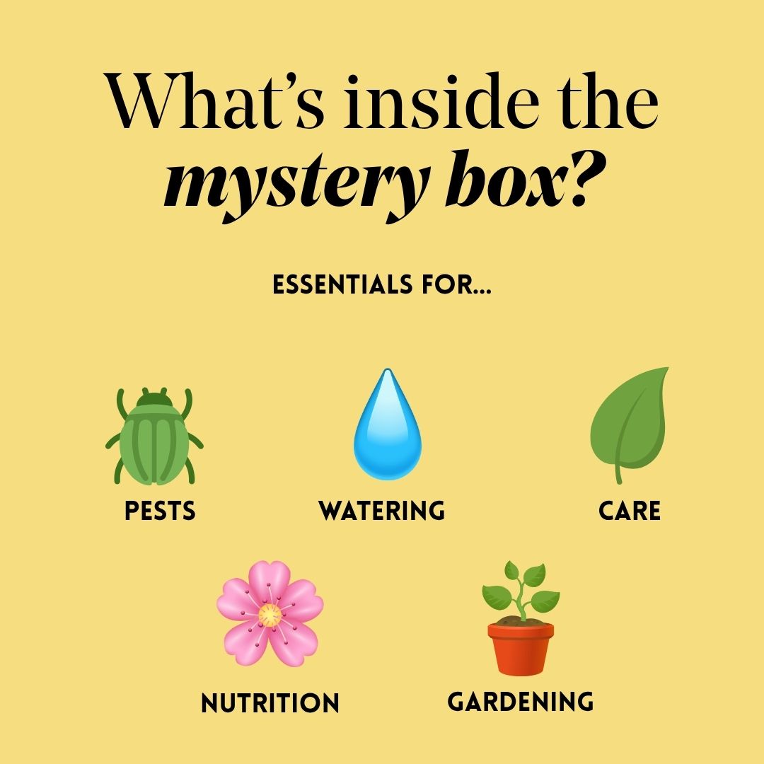 Fall Mystery Box Bundle