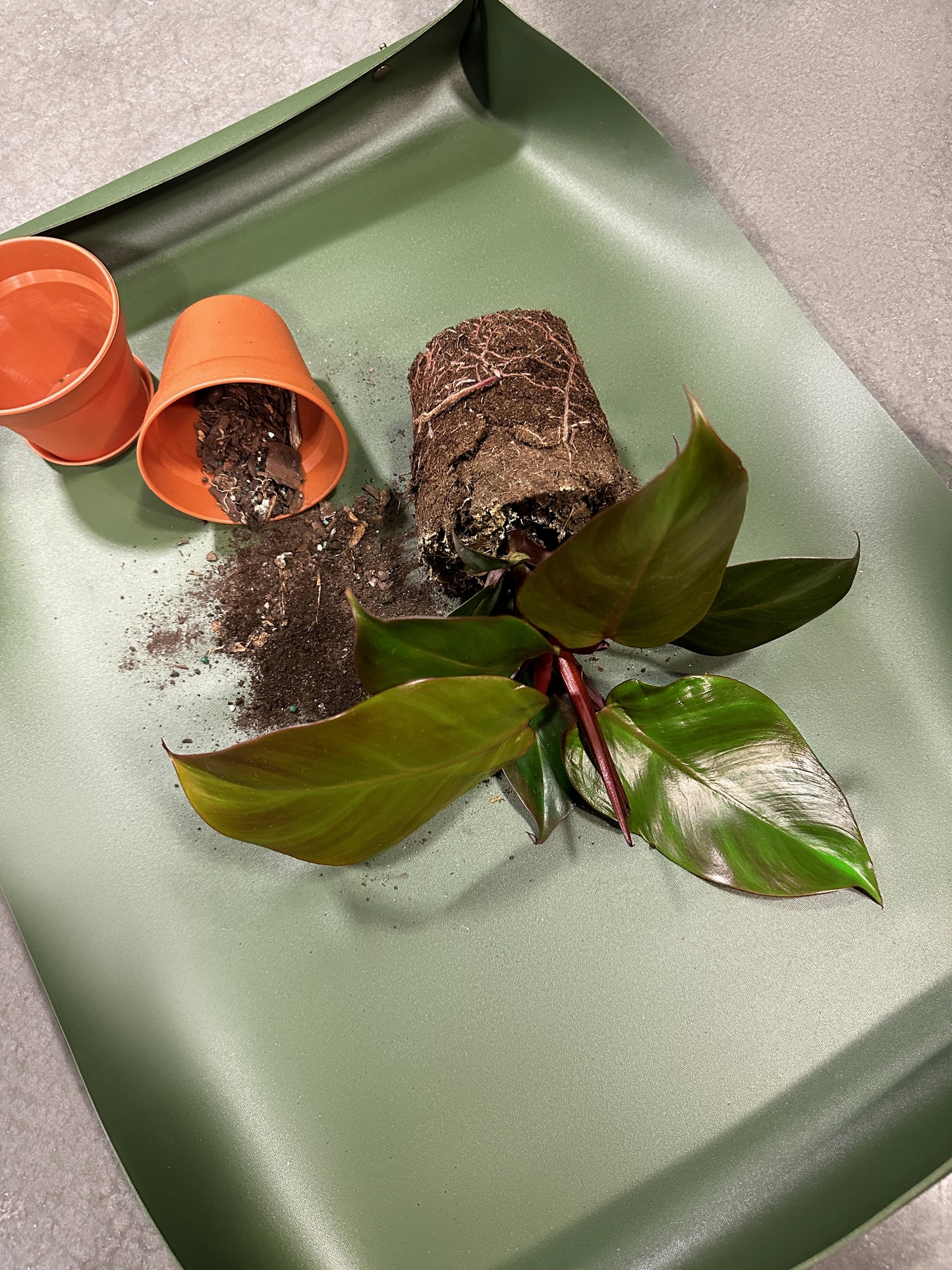 Budding Plant Mom Bundle