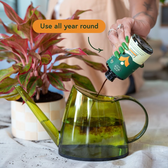 Essential Houseplant Christmas Kit