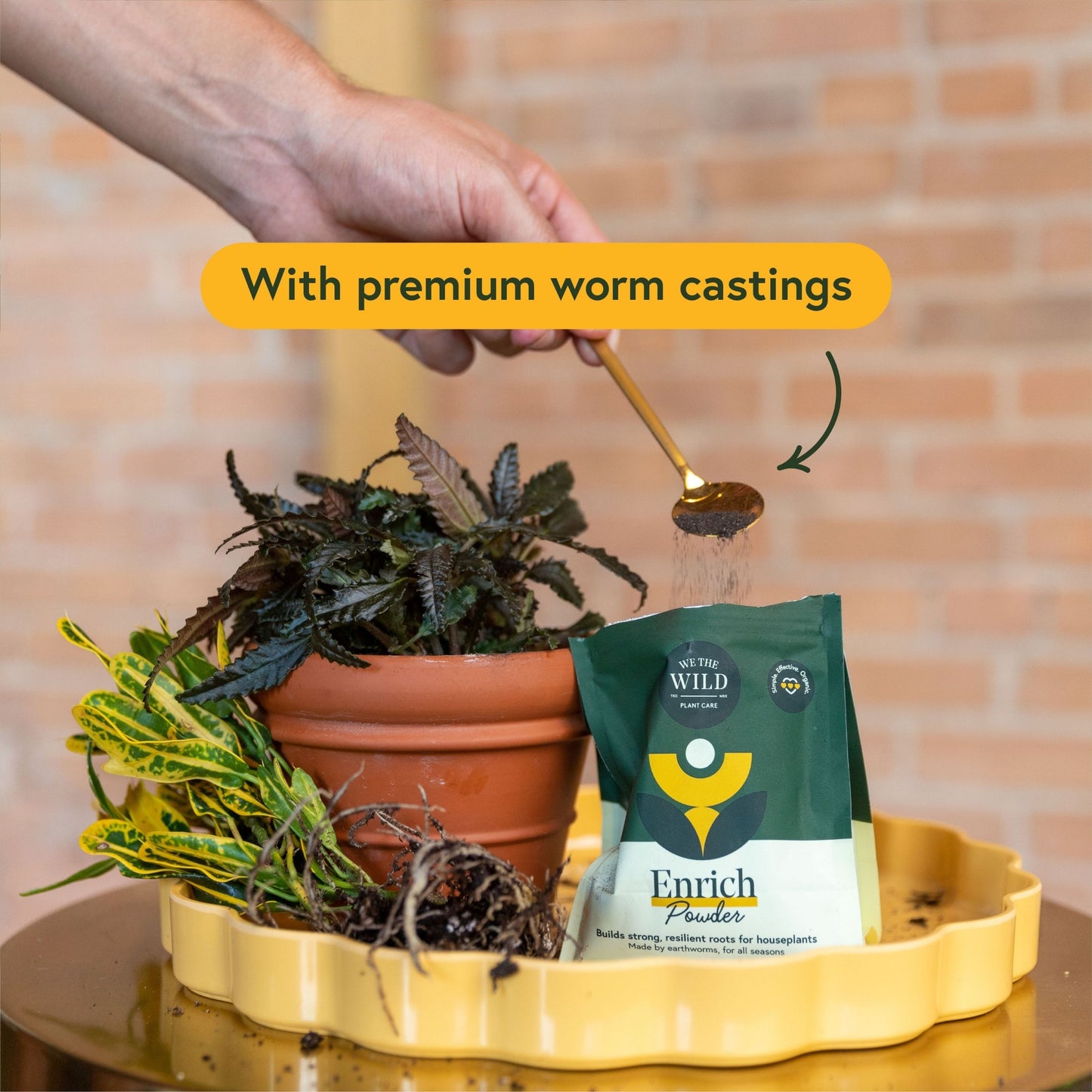 Plant Food Bundle for Houseplants
