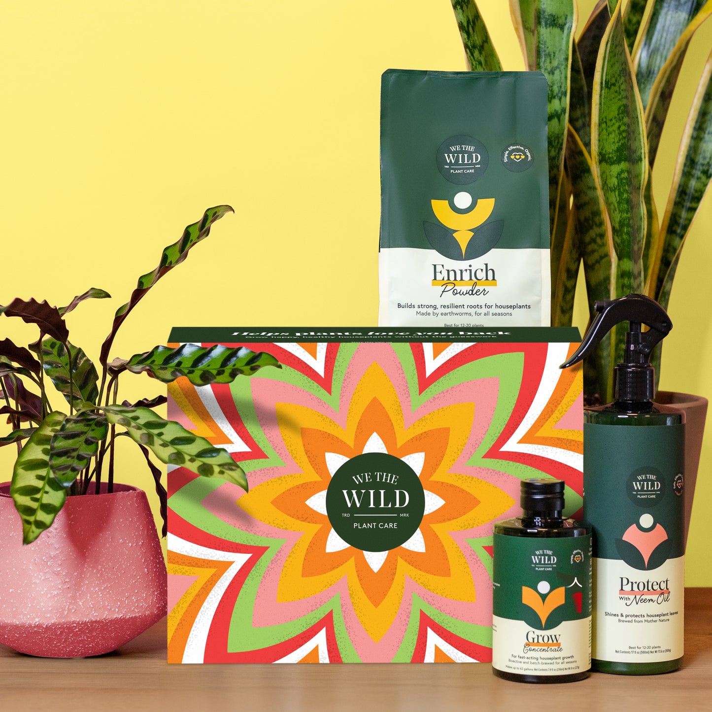 Essential Houseplant Christmas Kit