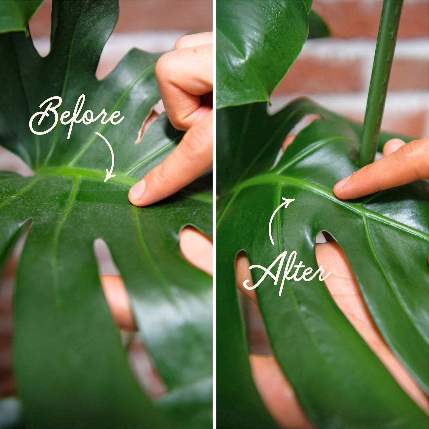 Leaf Protect Kit for Houseplants