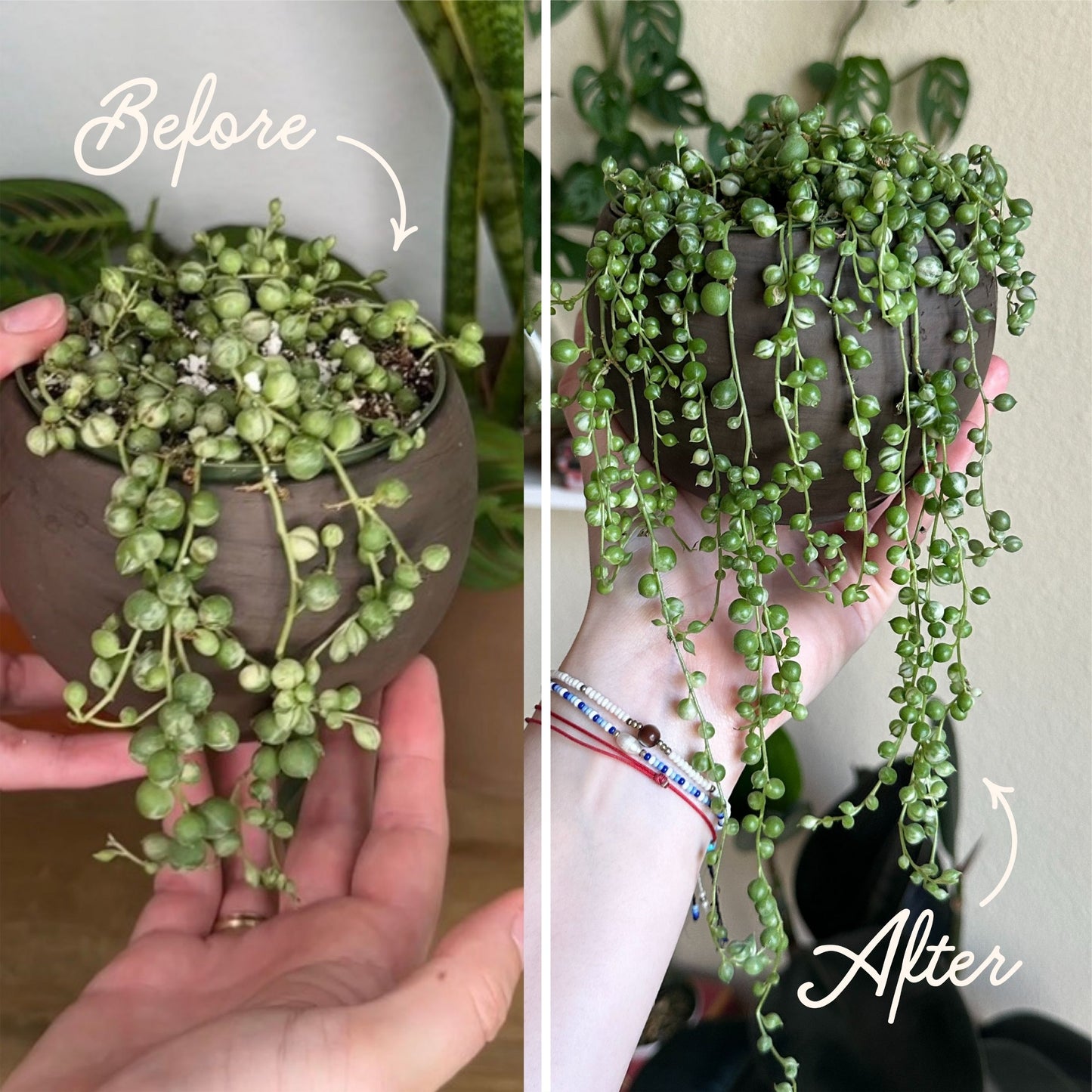Plant Food Bundle for Houseplants