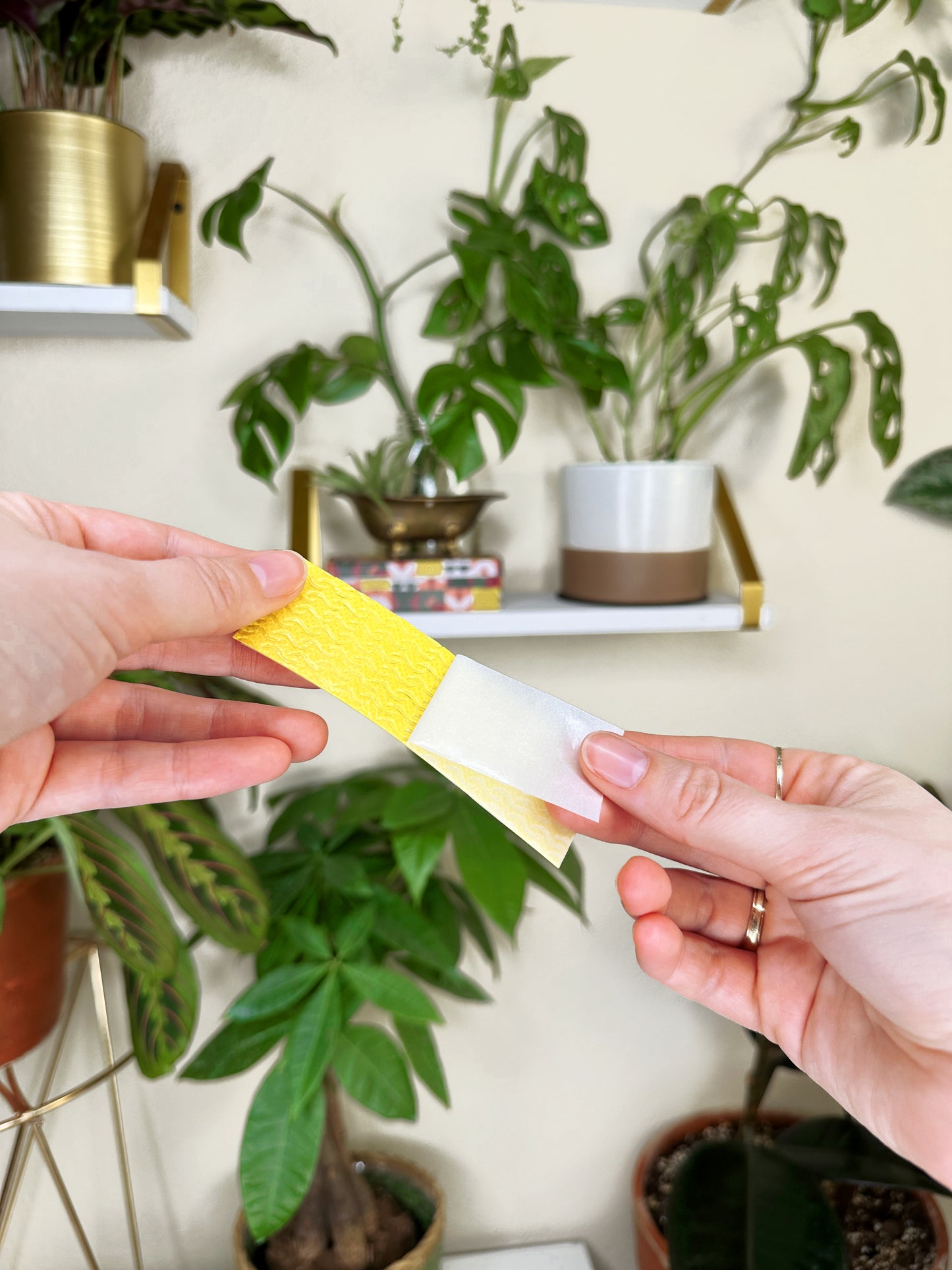 Fungus Gnat Compostable Traps