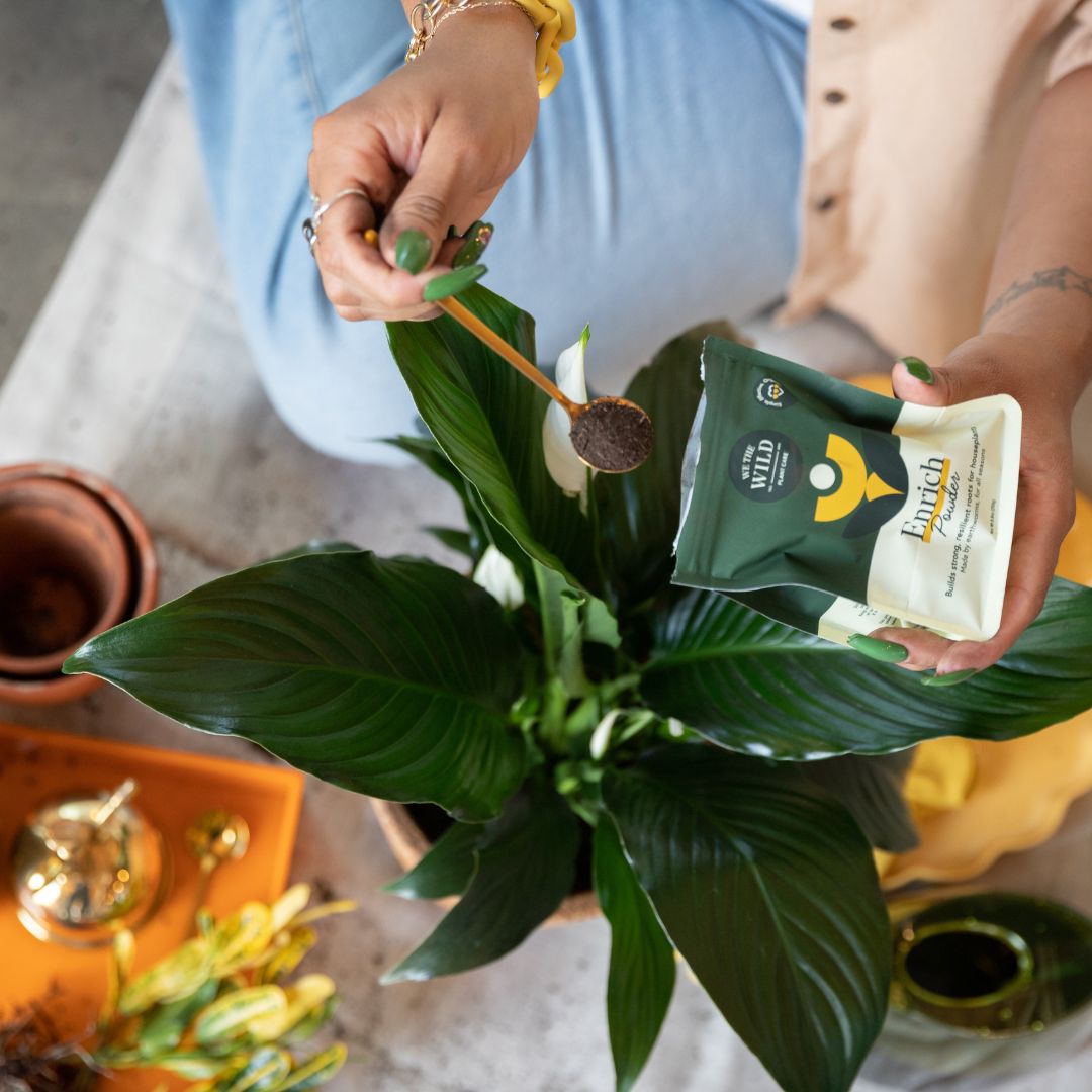 Houseplant Starter Grow Kit