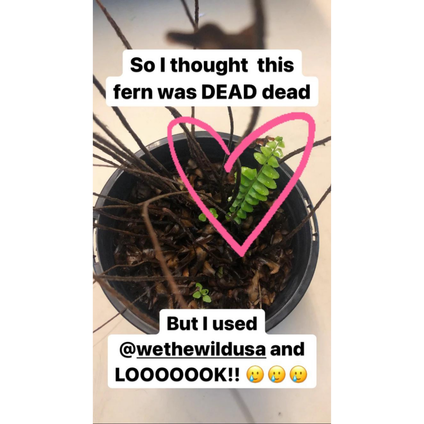 Enrich Slow Release Houseplant Food