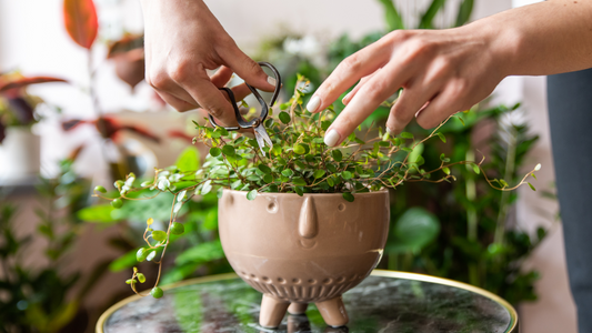 3 Quick Weekend Care Tips for Your Plants
