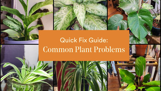 Quick Fixes: Common Plant Problems Solved