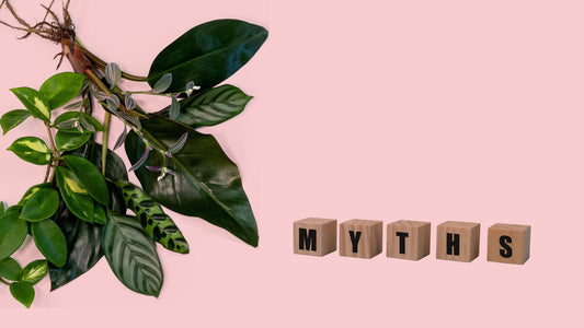 Mythbusting: Debunking Common Plant Care Myths