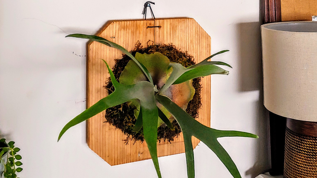 Plant DIY staghorn fern mount