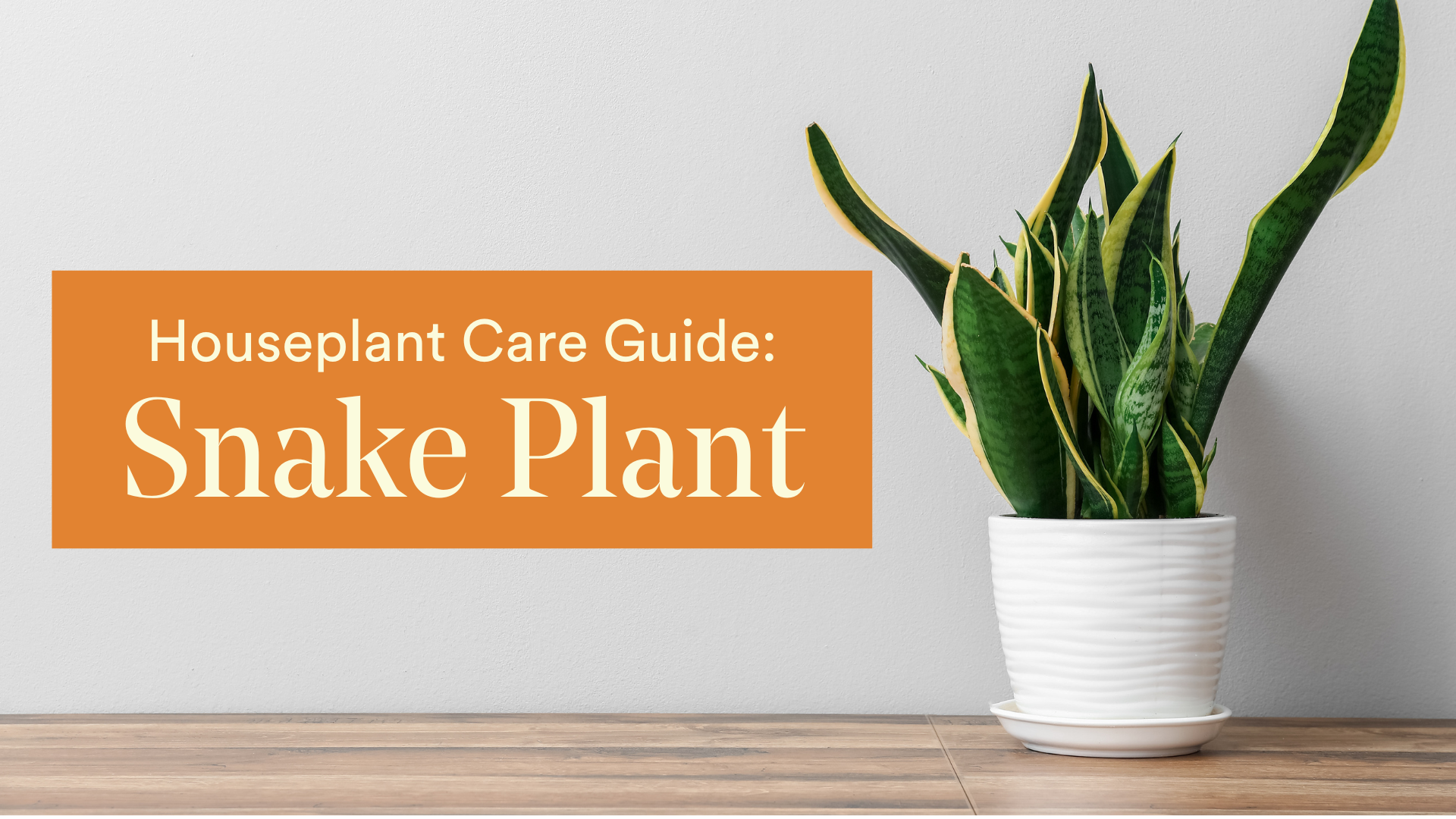 Houseplant Care Guide: Snake Plant  We The Wild Plant Care USA