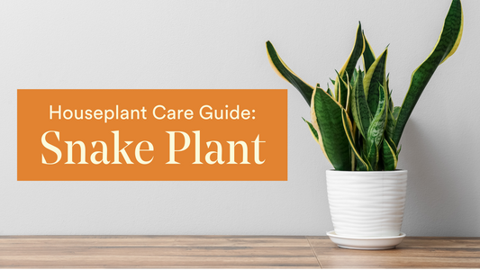 Snake Plant Care Guide