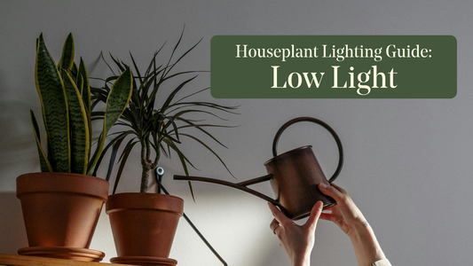 Houseplant Lighting Guide - Low Light plants