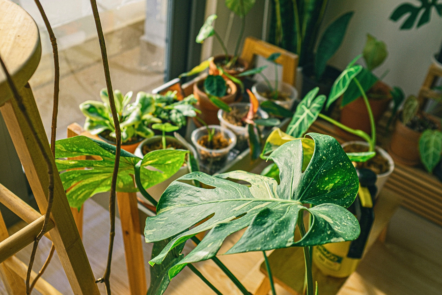 Not Enough Light? 4 Simple Fixes Your Plants Will Love