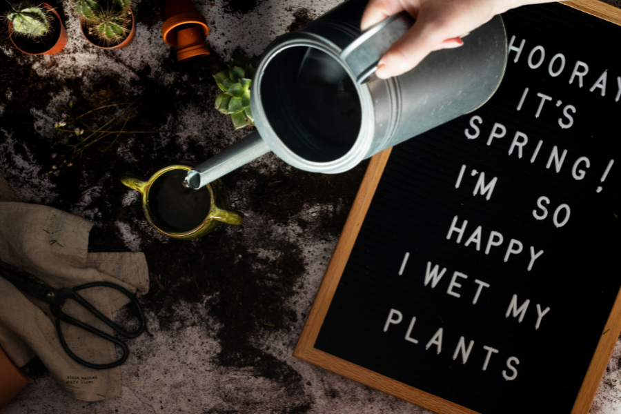 Spring Plant Care Checklist: What to Do Right Now