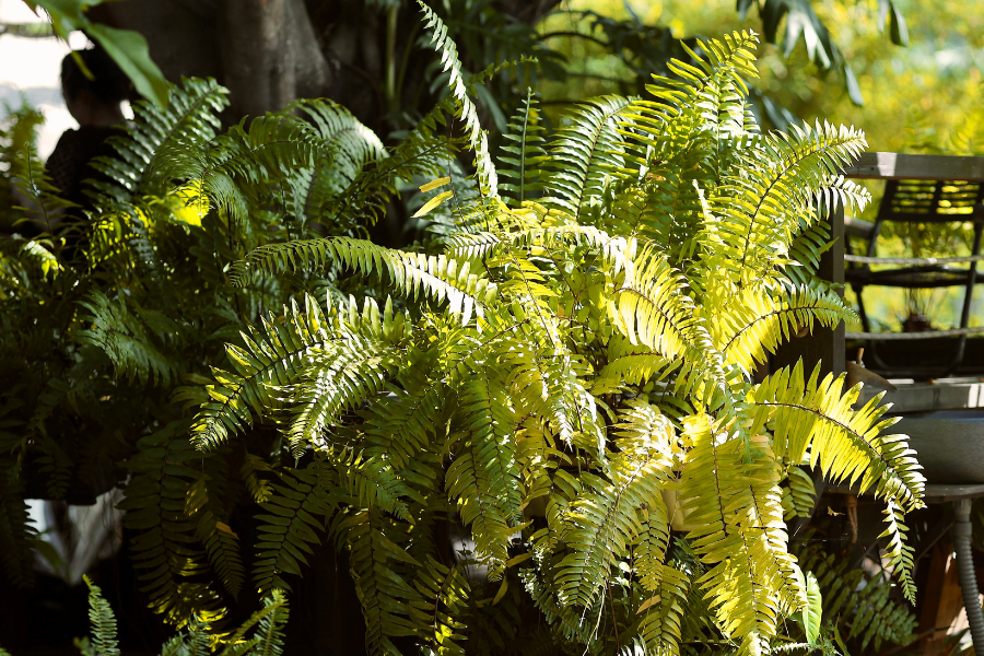 Can I Put My Houseplants Outside for Summer? What Beginner Plant Parents Need to Know