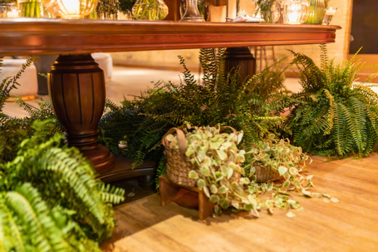 The Essential Guide to Ferns (and Why They Are Not as Fussy as You Think)
