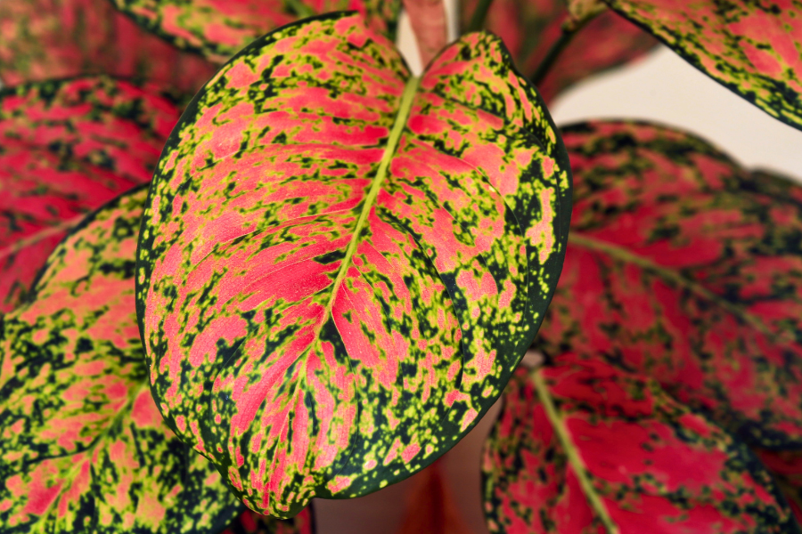 6 Indoor Plants That Bring Autumn Color Inside