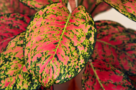 6 Indoor Plants That Bring Autumn Color Inside
