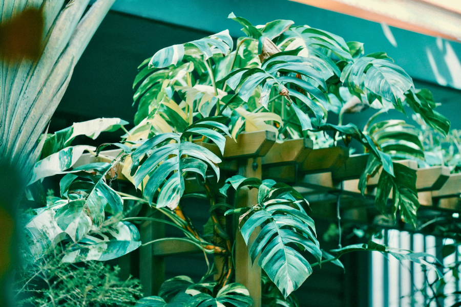 Meet the Monsteras: Our Favourite Varieties Right Now